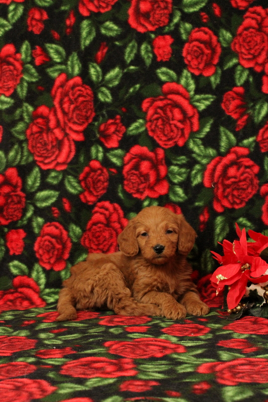 puppy, for, sale, Mini Goldendoodle F1, Matthew B. Stoltzfus, dog, breeder, Gap, PA, dog-breeder, puppy-for-sale, forsale, nearby, find, puppyfind, locator, puppylocator, aca